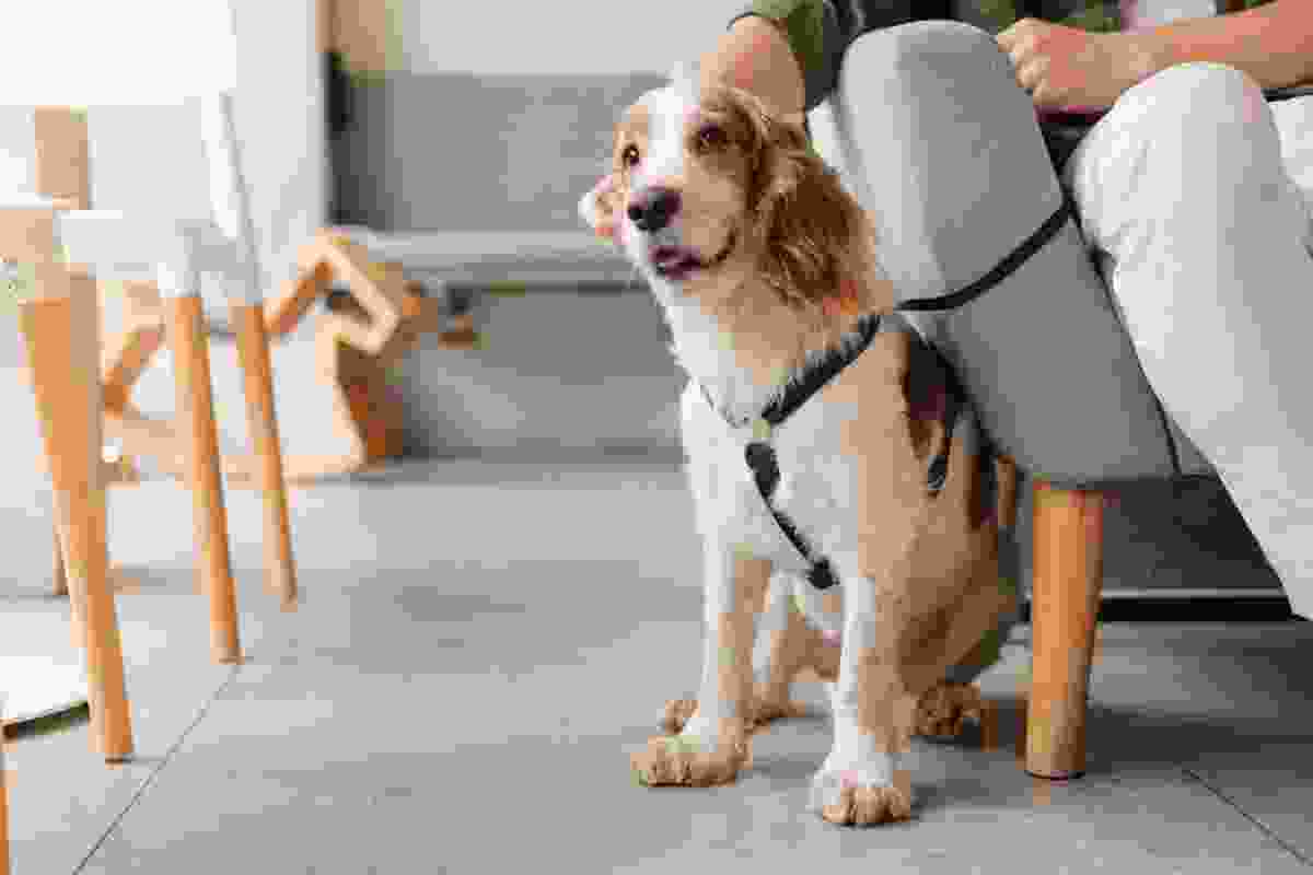 pet walking